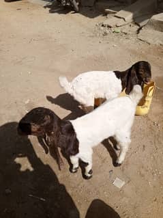 goat kids for sale