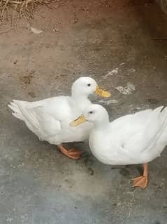 Ducks