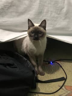 Siamese xTurkish angora pair