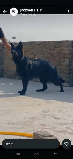 Black Garman shepherd Male