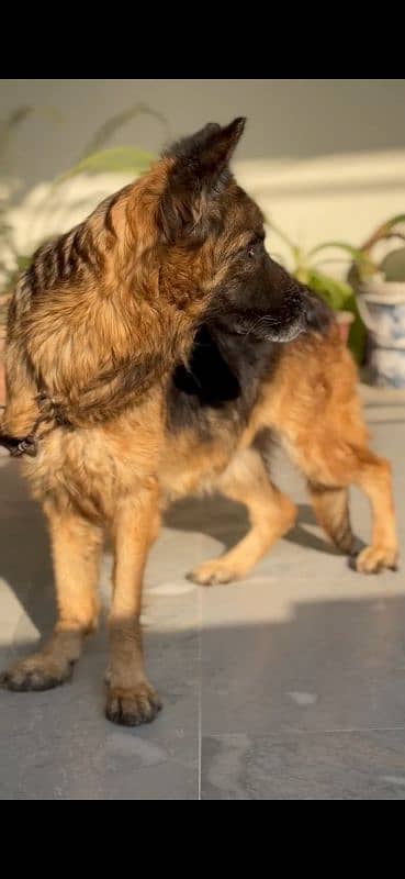 German shepherd pregnant female (03035254363) 1