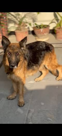 German shepherd pregnant female (03035254363)