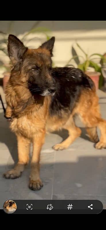 German shepherd pregnant female (03035254363) 2