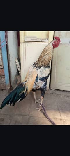 2 Murga Hen For Sale Sawa 6000 Rata 8500 number 03137380994