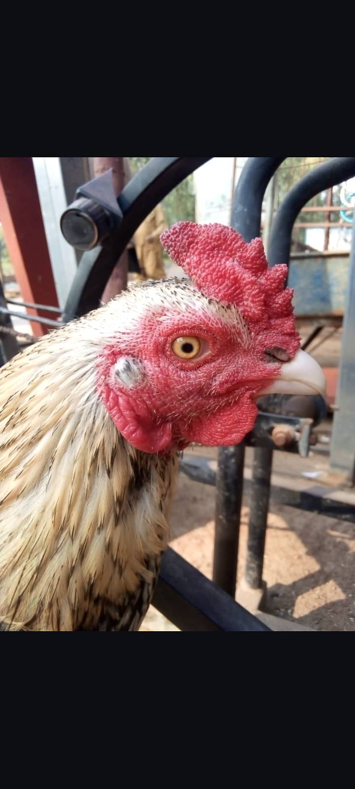 2 Murga Hen For Sale Sawa 6000 Rata 8500 number 03137380994 1