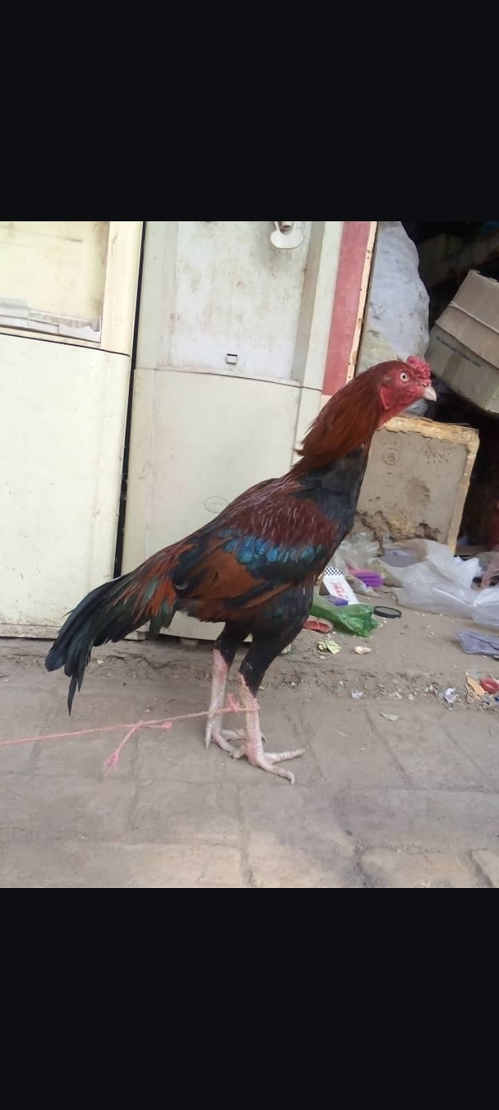 2 Murga Hen For Sale Sawa 6000 Rata 8500 number 03137380994 3