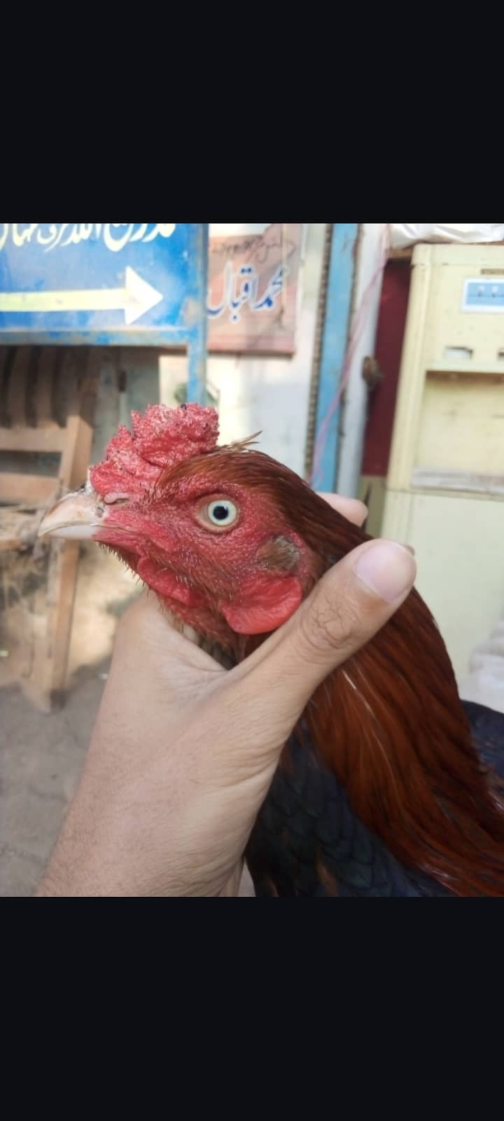 2 Murga Hen For Sale Sawa 6000 Rata 8500 number 03137380994 5