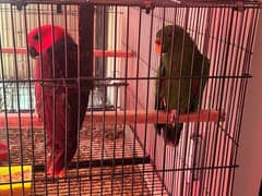 GRAND ECLECTUS PAIR FOR SALE