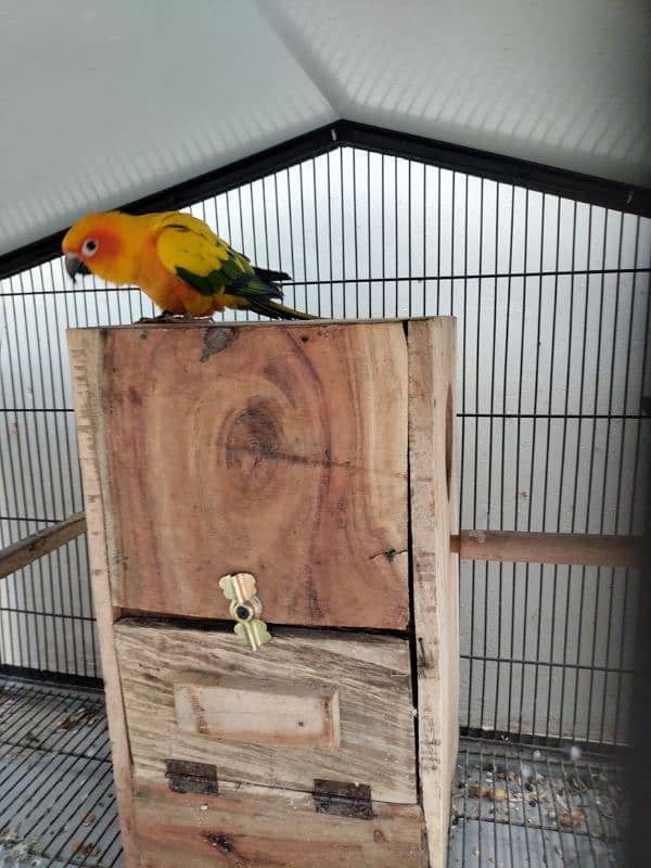 sun conure bonded pair 0