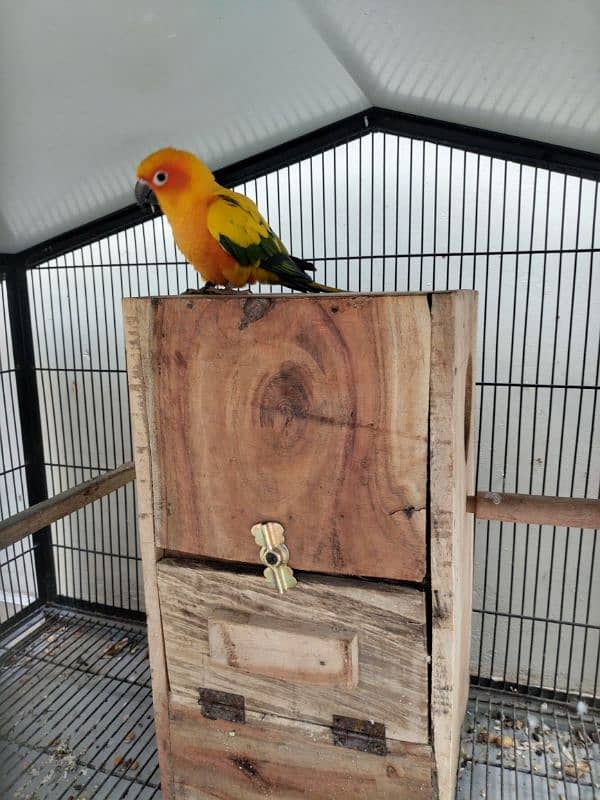 sun conure bonded pair 1