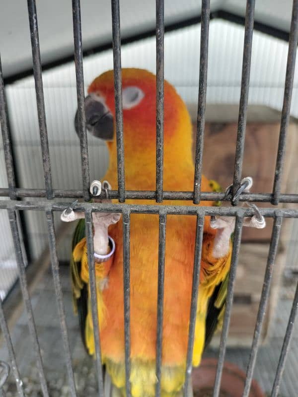 sun conure bonded pair 2