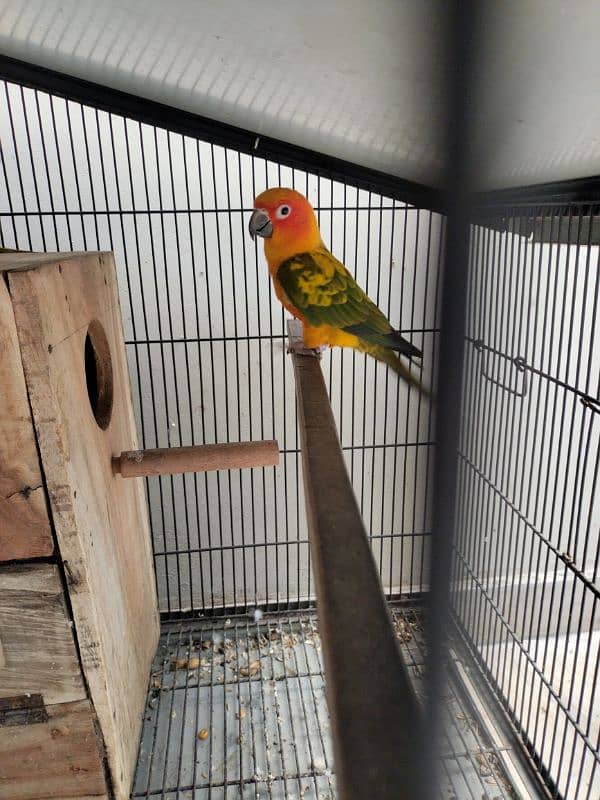 sun conure bonded pair 3