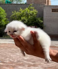 Persian cat vaccination clear for urgent sale age 50 03484580261