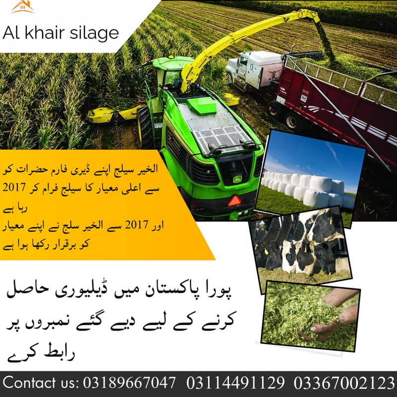 Corn Silage/Maki Silage/Animal Feeds 0