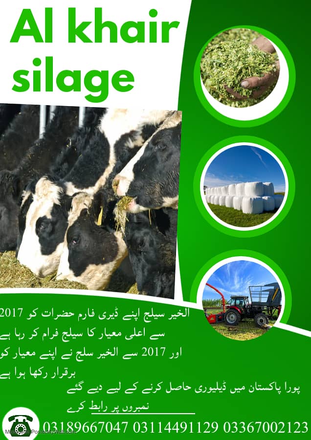 Corn Silage/Maki Silage/Animal Feeds 0