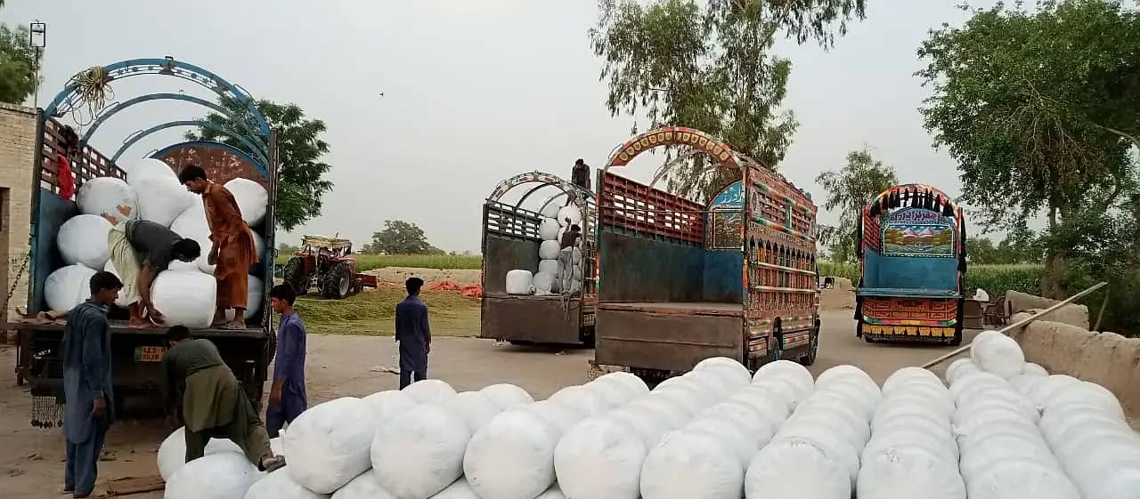 Corn Silage/Maki Silage/Animal Feeds 6