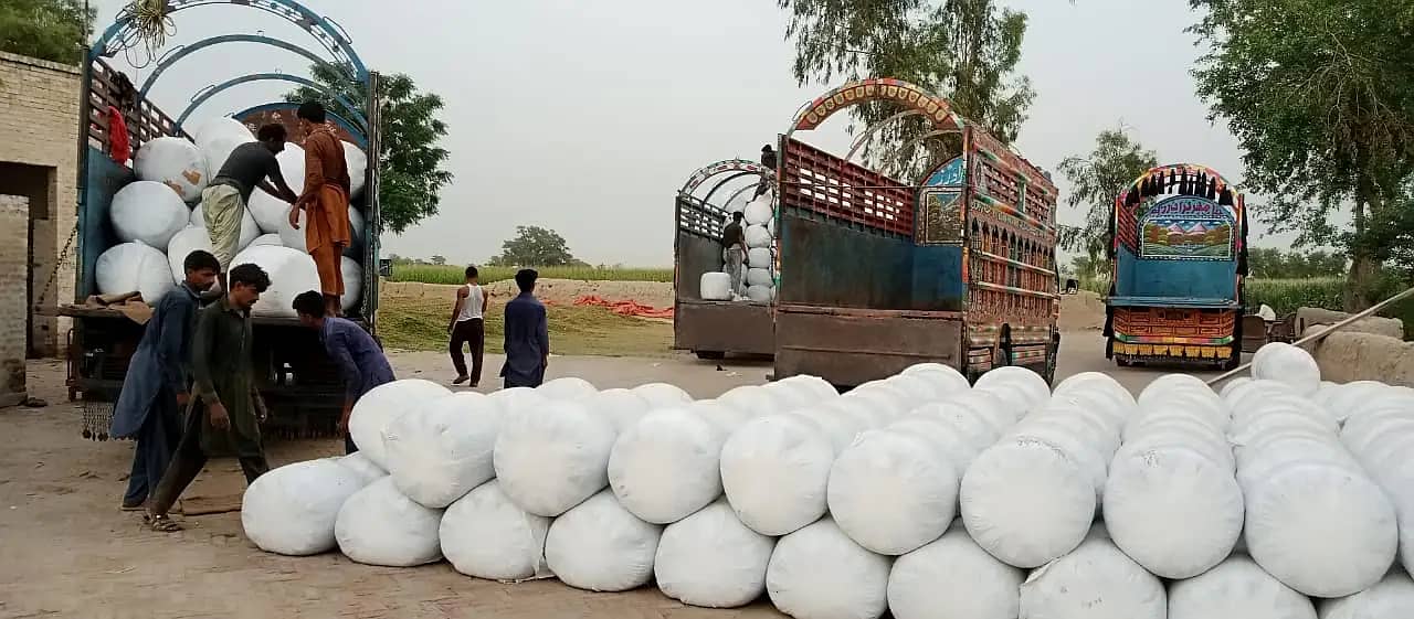 Corn Silage/Maki Silage/Animal Feeds 7