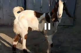 Goat / Bakra / Nasli Bakra/ 2 Male  / 8 Month 2 Male/ Healthy Goats