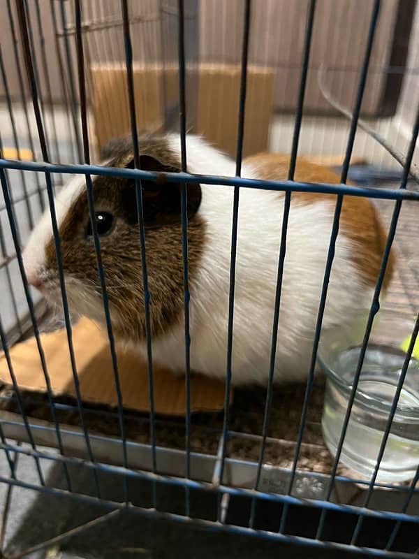 Guinea pig 0