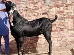 Nagra breeder  beetal fresh 8 dant Bakra Hight 45 length 59