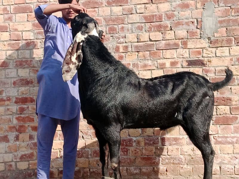 Nagra breeder  beetal fresh 8 dant Bakra Hight 45 length 59 2