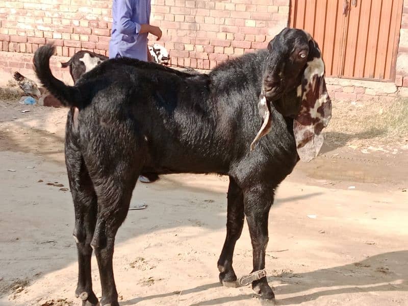 Nagra breeder  beetal fresh 8 dant Bakra Hight 45 length 59 3