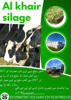 Corn Silage/Maki Silage/Animal Feeds