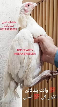 Heera Aseel/ White/ Breeder Madi/ Eggs / Breeder