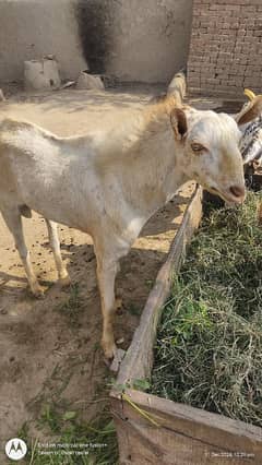 hurny Bakra