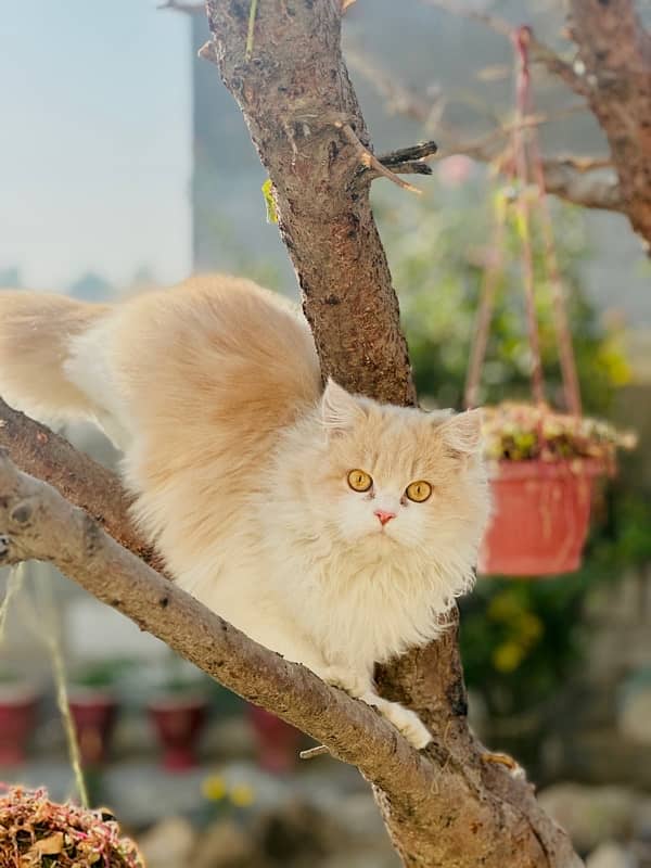 persian Cats available for sale 2