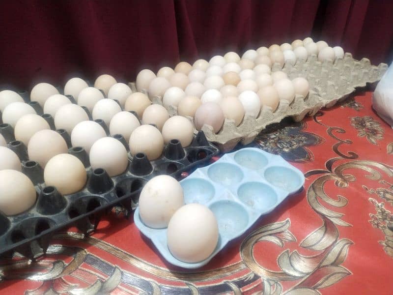 Desi Eggs 0