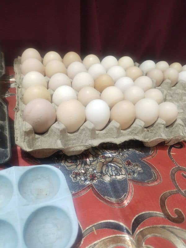 Desi Eggs 3