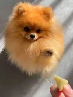 Pomeranian