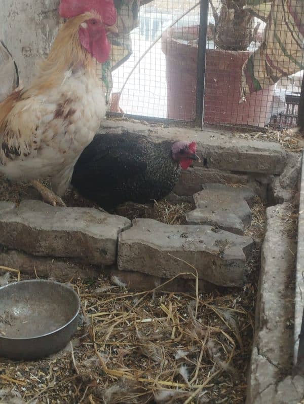 eggs laying hen active and healthy 1