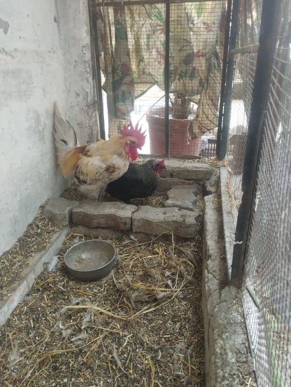 eggs laying hen active and healthy 2