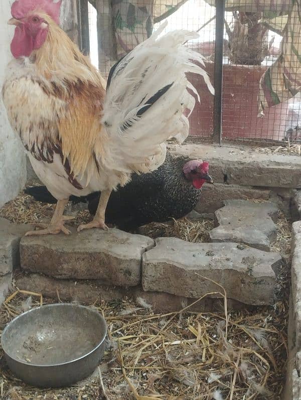 eggs laying hen active and healthy 3