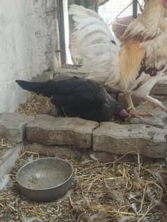 eggs laying hen active and healthy