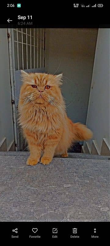 Persian Male Punch Face Triple coat available only for matting. 0