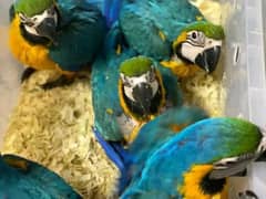 blue Macau parrot chicks for sale 0336/9868/428