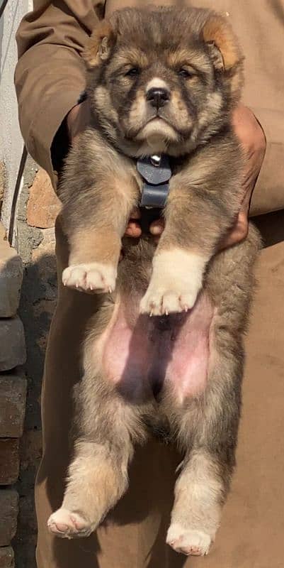 top quality alabai puppies for sale 1