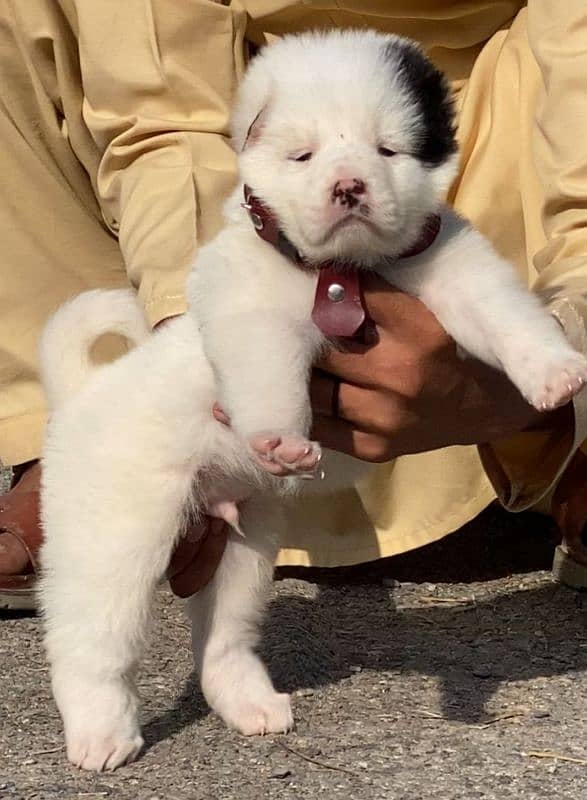 top quality alabai puppies for sale 2