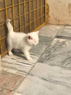 white female cat for sell urgent