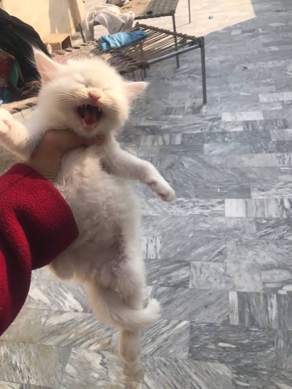 white female cat for sell urgent 3