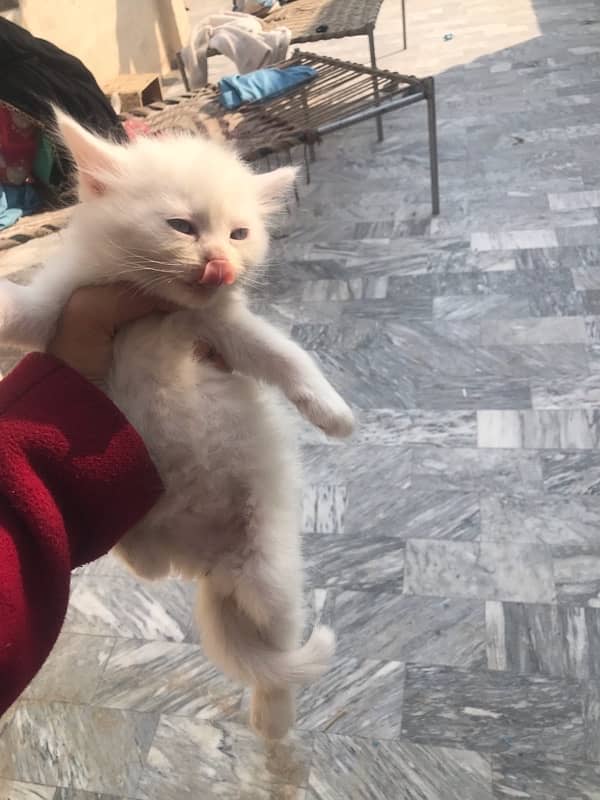 white female cat for sell urgent 4