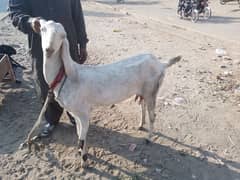 Bakri and one month female kid