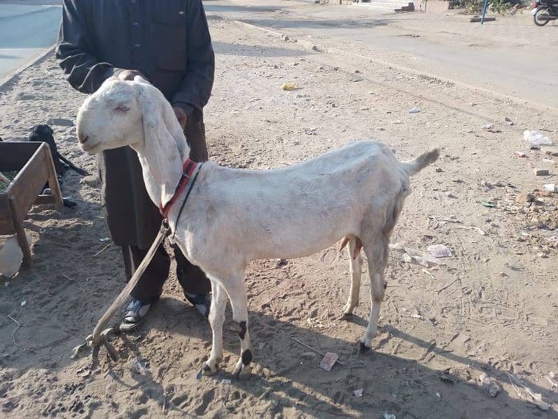 Bakri and one month female kid 1