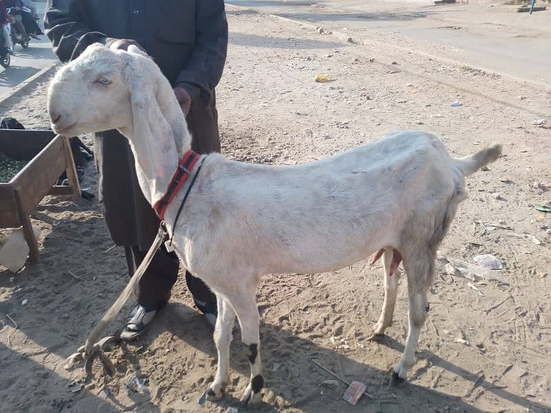 Bakri and one month female kid 2