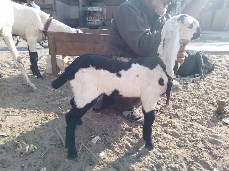 Bakri and one month female kid 4