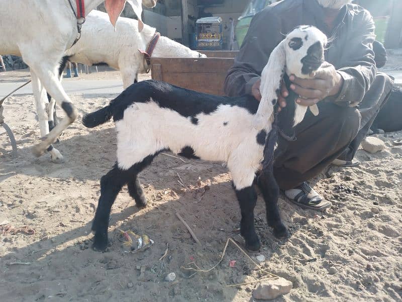 Bakri and one month female kid 5