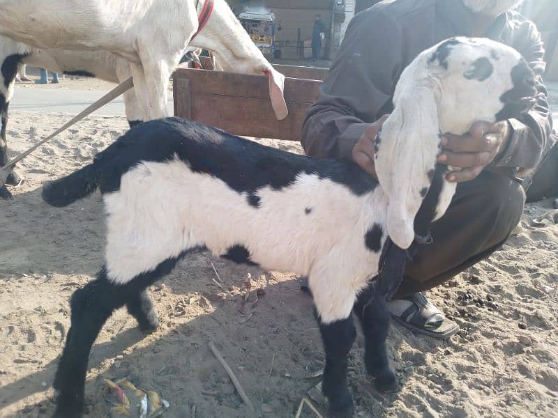 Bakri and one month female kid 6